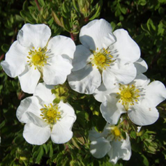    Potentilla fruticosa Abbotswood